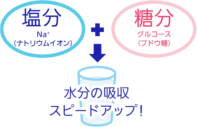 塩分 Na⁺（ナトリウムイオン）＋糖分 グルコース（ブドウ糖）→水分の吸収スピードアップ！