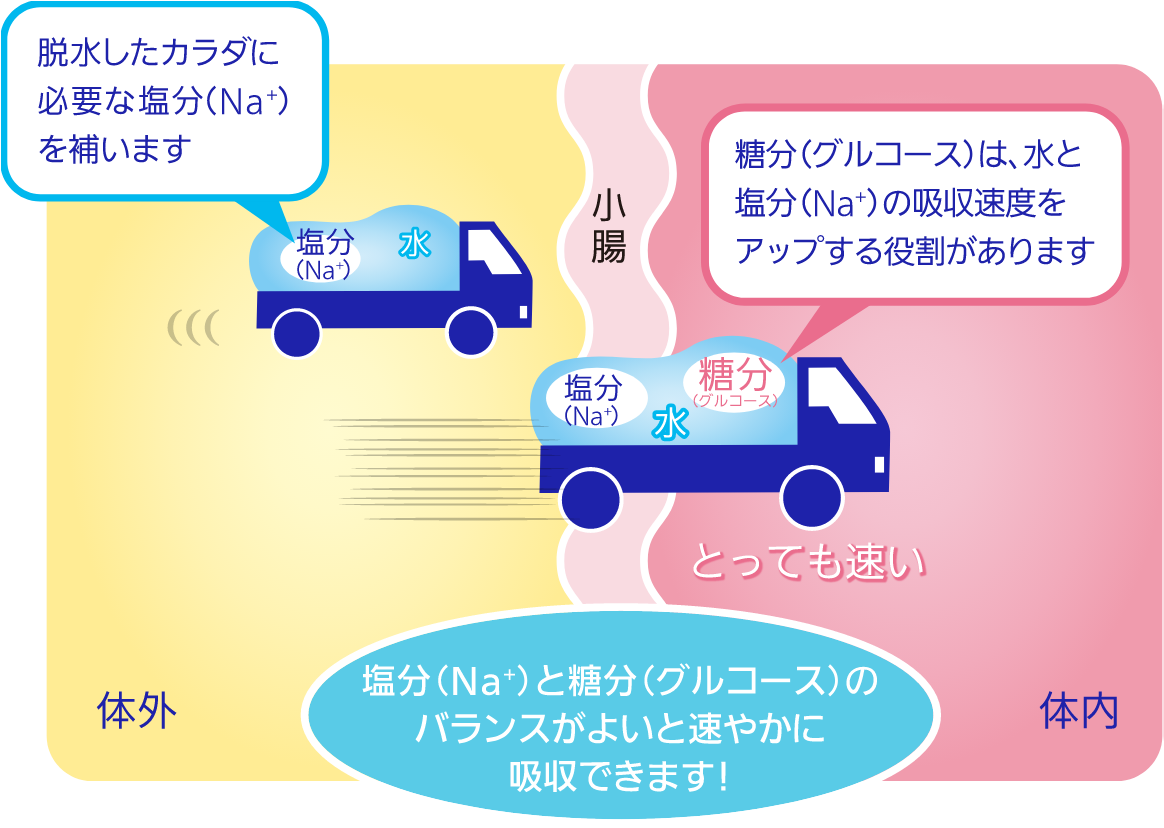 脱水したカラダに必要な塩分（Na⁺）を補います／糖分（グルコース）は、水と塩分（Na⁺）の吸収速度をアップする役割があります／塩分（Na⁺）と糖分（グルコース）のバランスがよいと速やかに吸収できます！